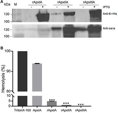 A Combinatorial Vaccine Containing Inactivated Bacterin and Subunits Provides Protection Against Actinobacillus pleuropneumoniae Infection in Mice and Pigs